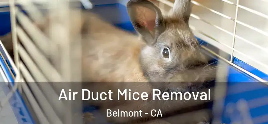  Air Duct Mice Removal Belmont - CA
